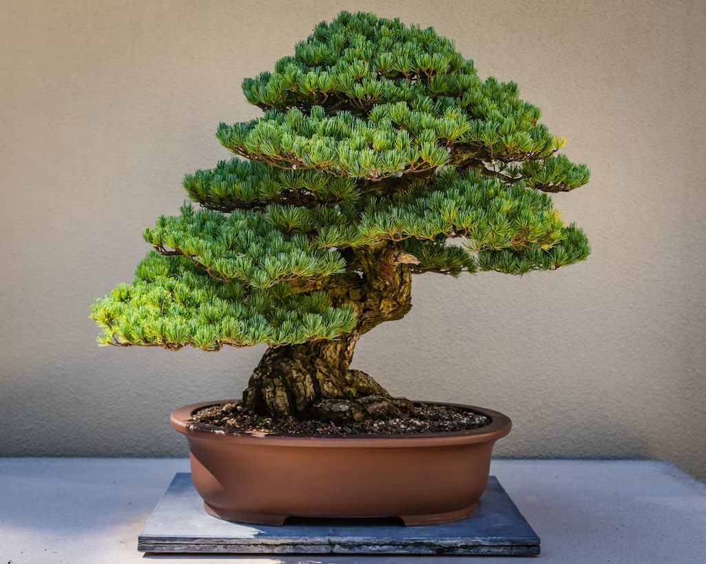 Cây bonsai 
