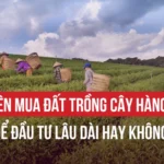 CÓ NÊN MUA ĐẤT TRỒNG CÂY HÀNG NĂM